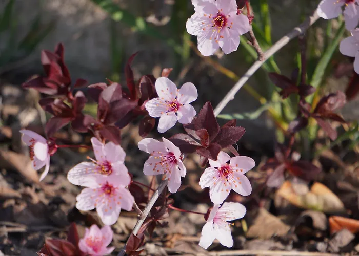 Julia Casa vacanze *